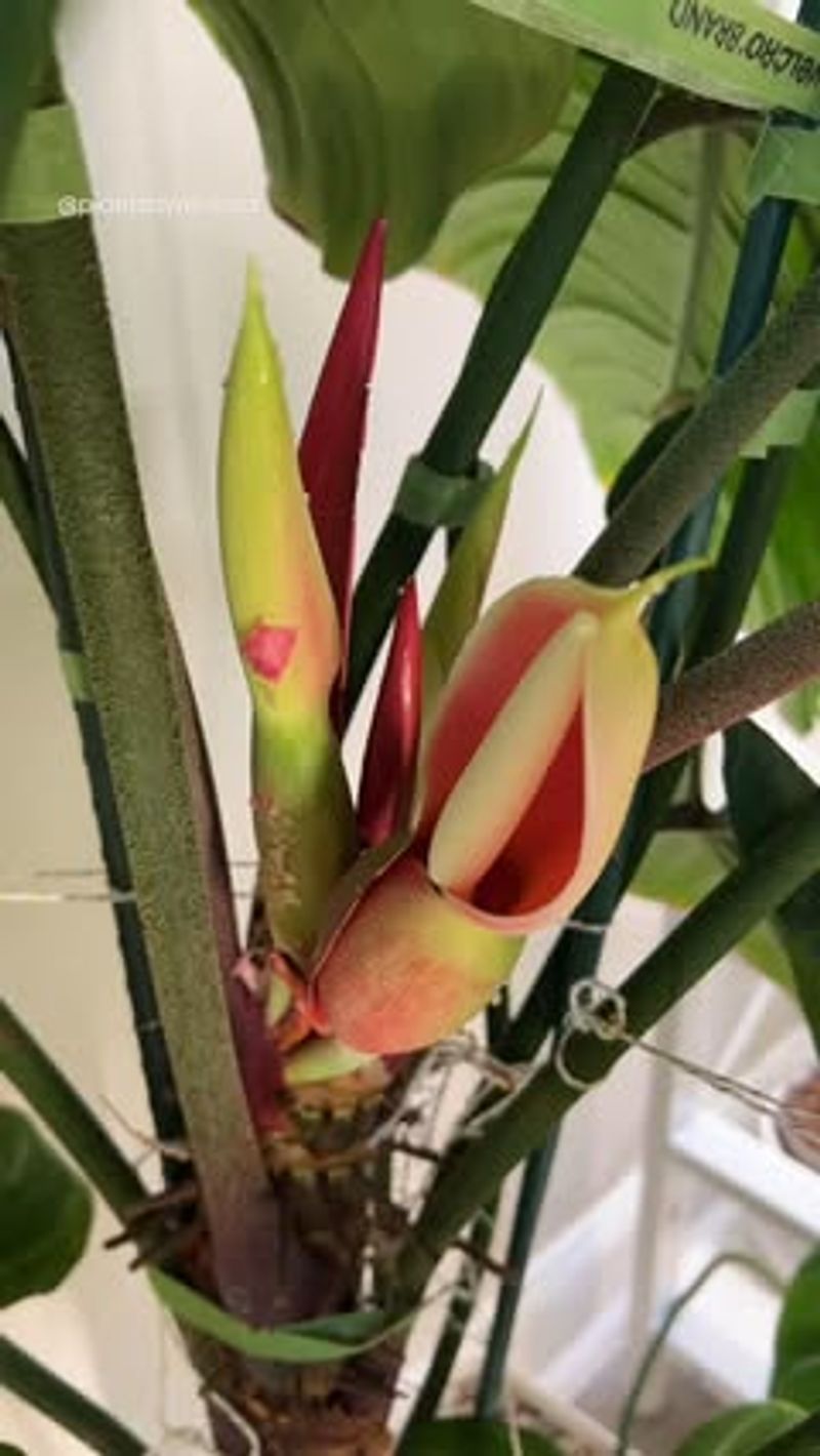 Philodendron