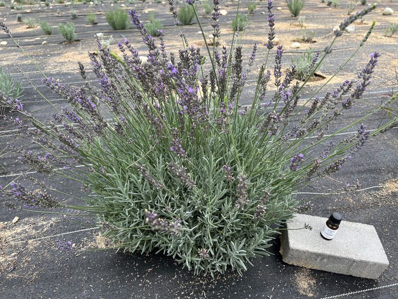 Near Automatic Sprinklers