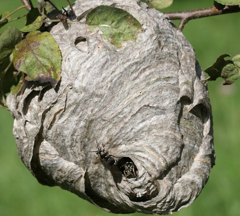 Wasp Condominiums