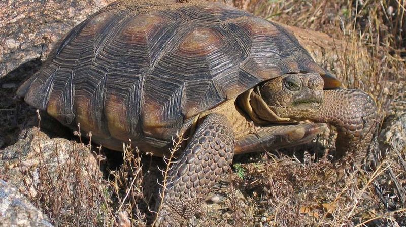 Desert Tortoises