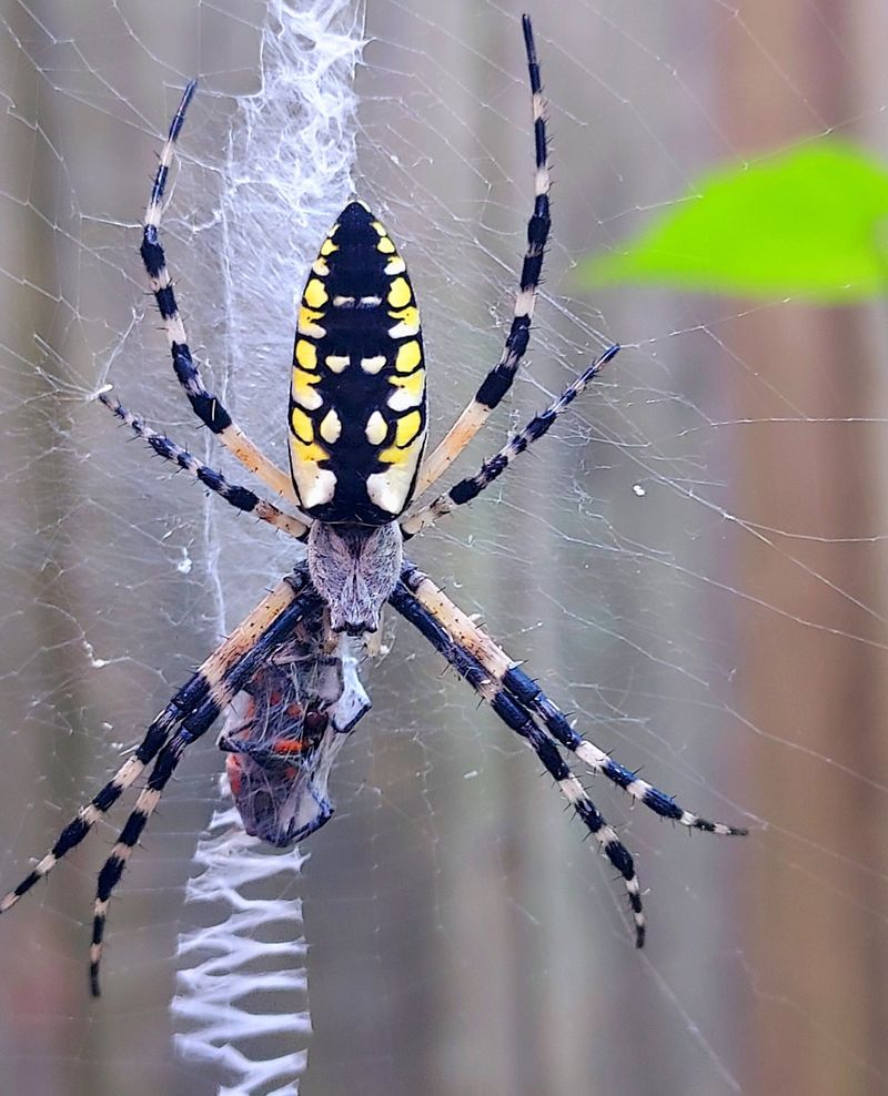 Garden Spiders