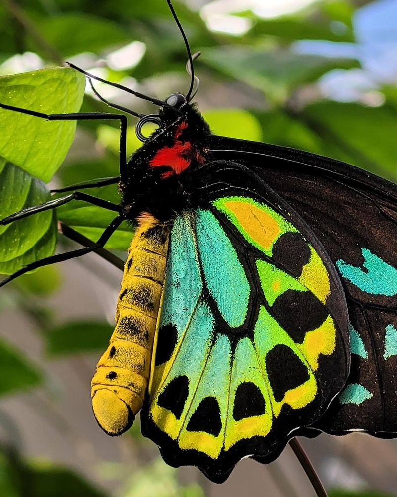 Butterflies