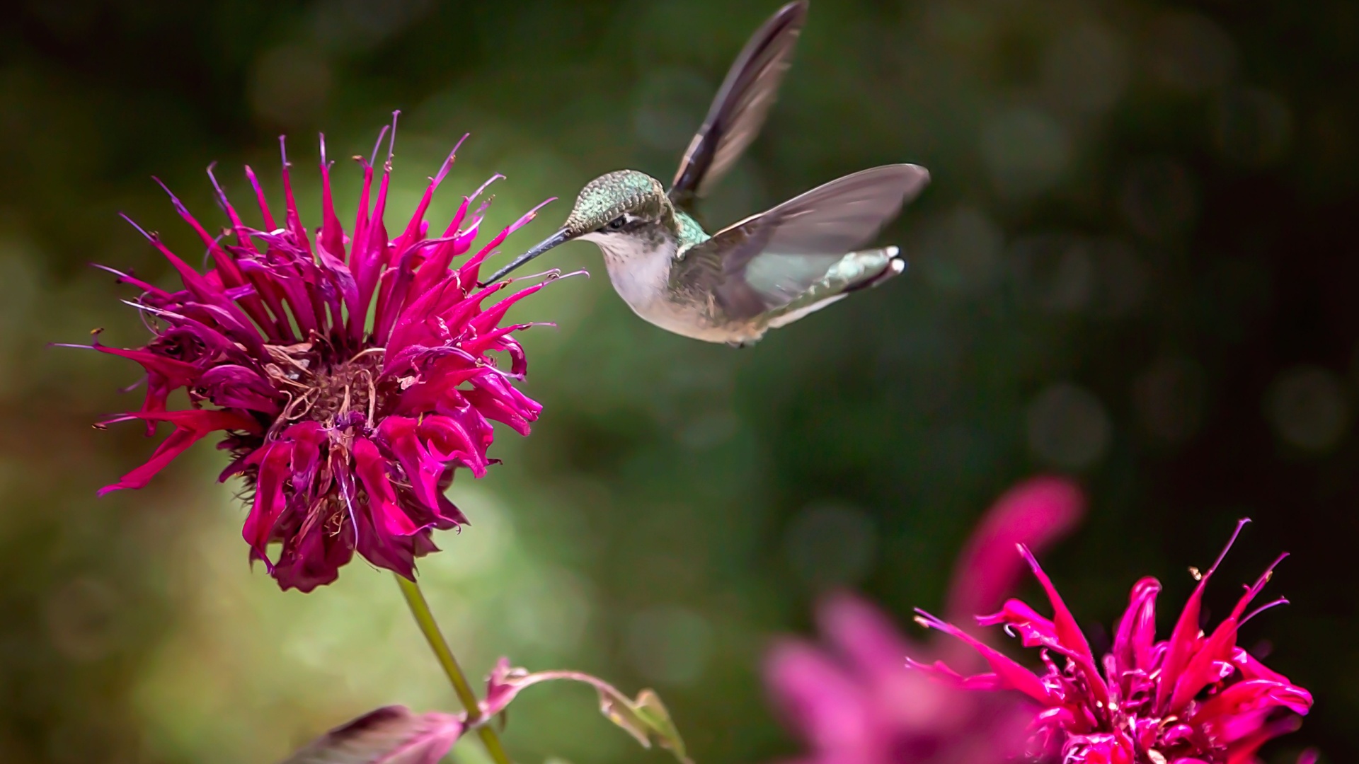 Hummingbirds Can’t Get Enough Of These Low-Maintenance Perennials
