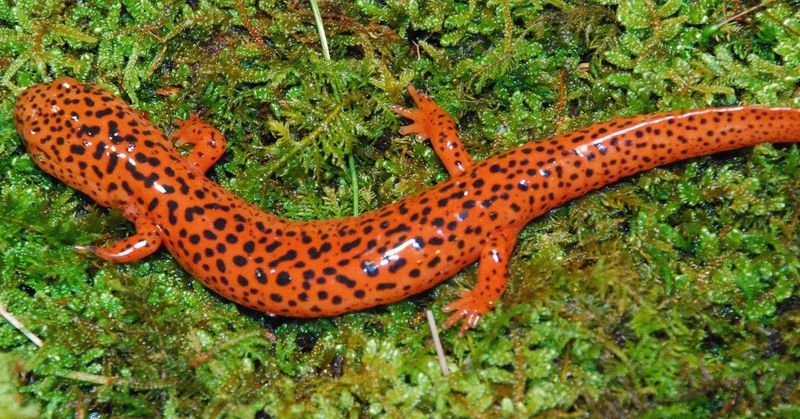 Salamanders