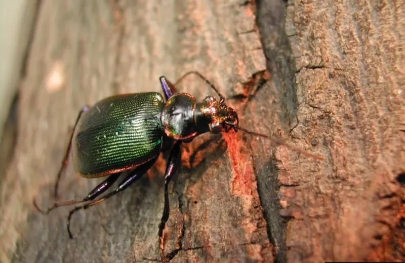 Ground Beetles