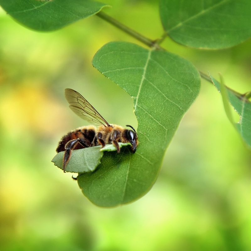 Sneaky Leaf-Cutting Bees
