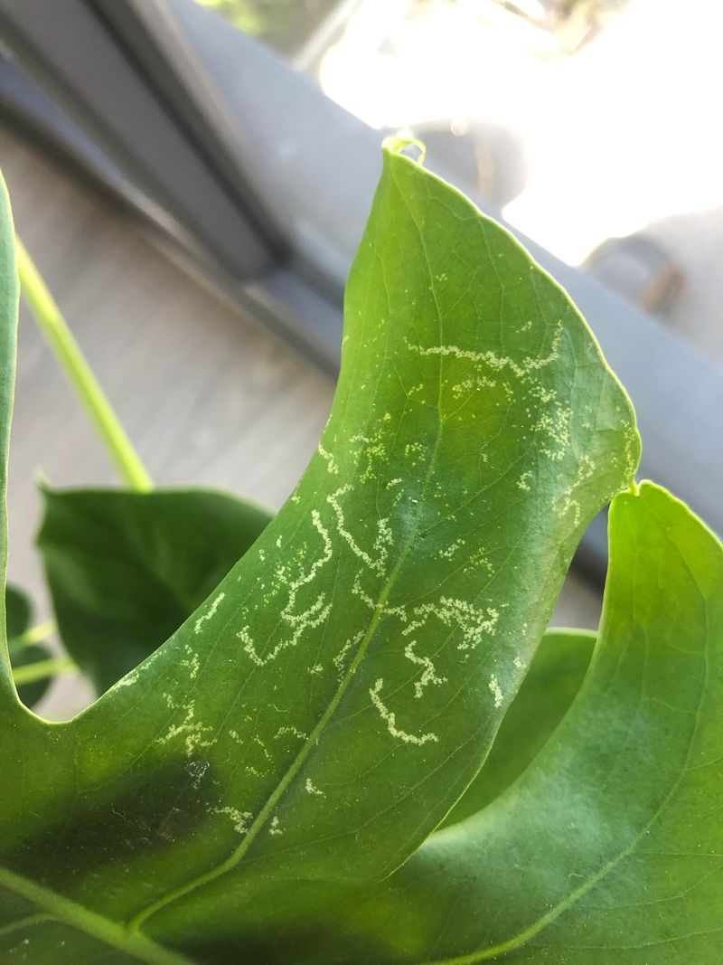 Leaf Miners Creating Tunnels