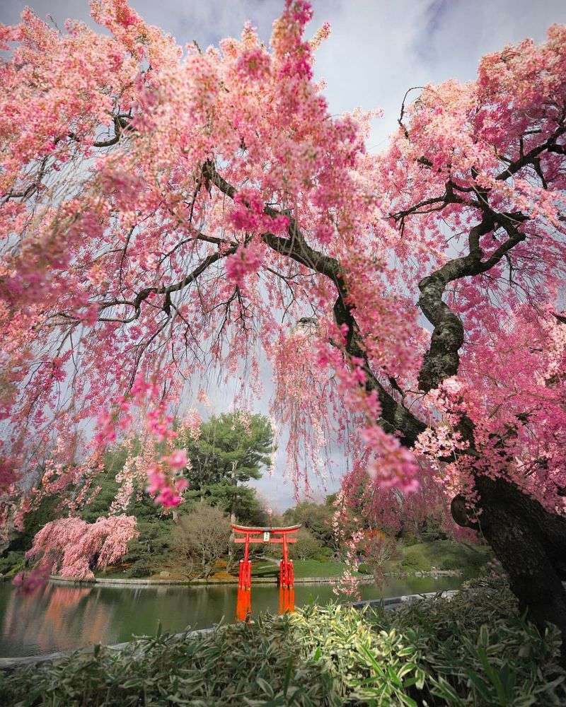 Brooklyn Botanic Garden, New York