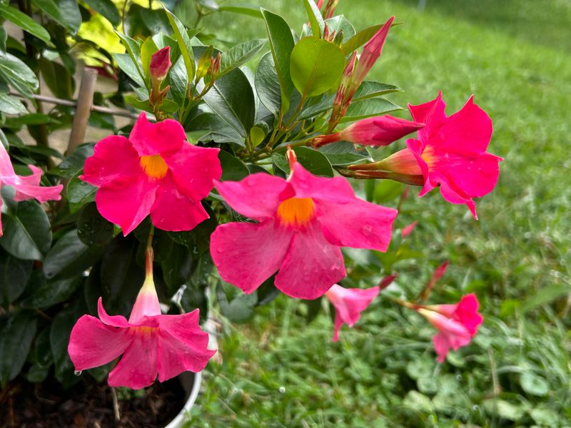 Mandevilla