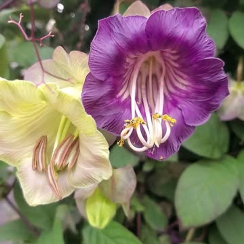 Cup And Saucer Vine