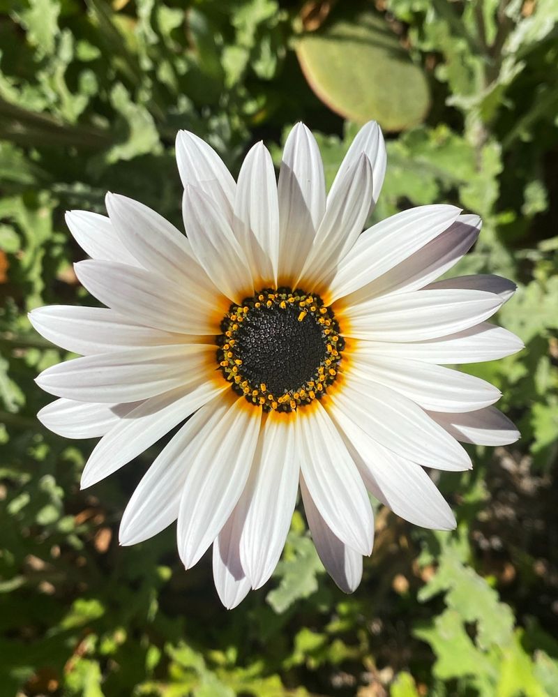 African Daisies Require Too Much Water For Too Little Benefit