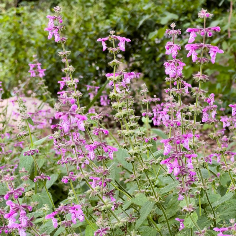 Non-Native Lavender Creates Ecological Traps