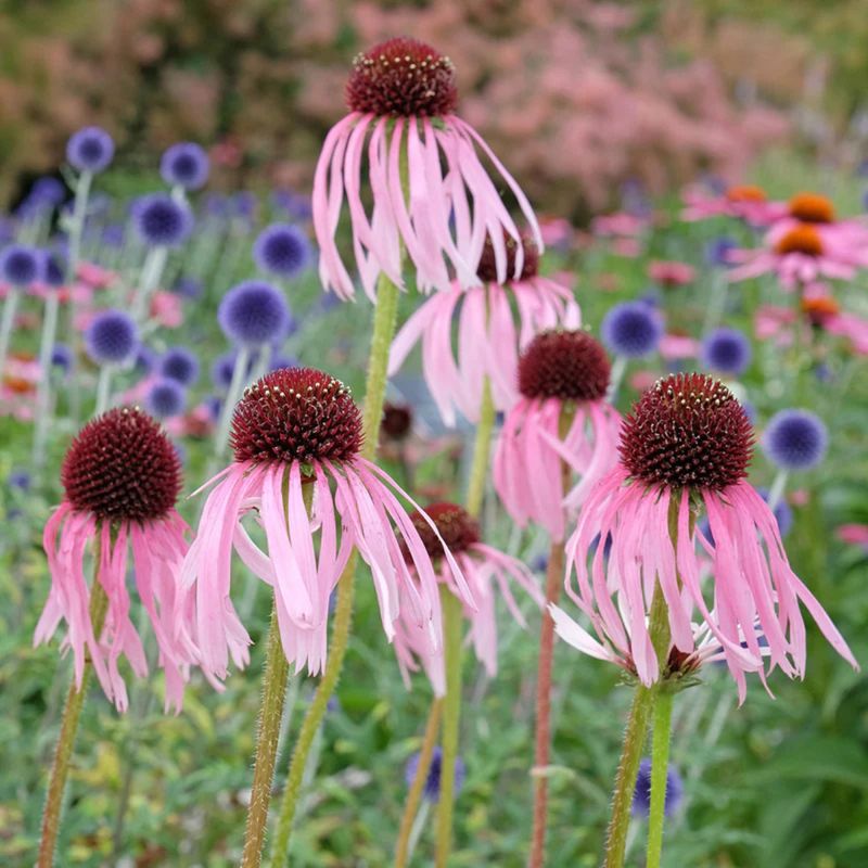 Coneflowers: Prairie Survivors