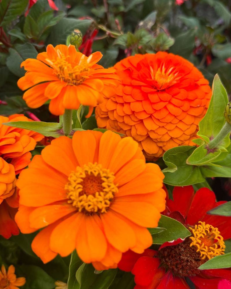 Zinnia