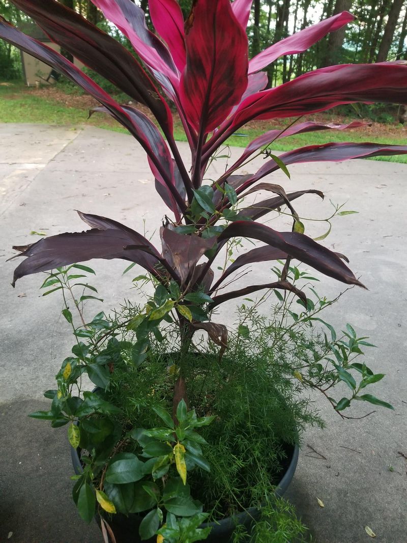 Cordyline