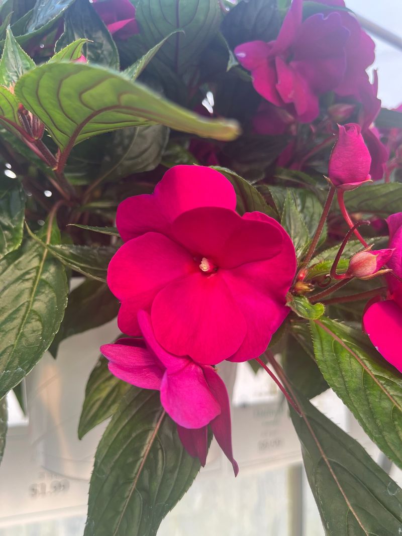 Impatiens – The Shade Wilter
