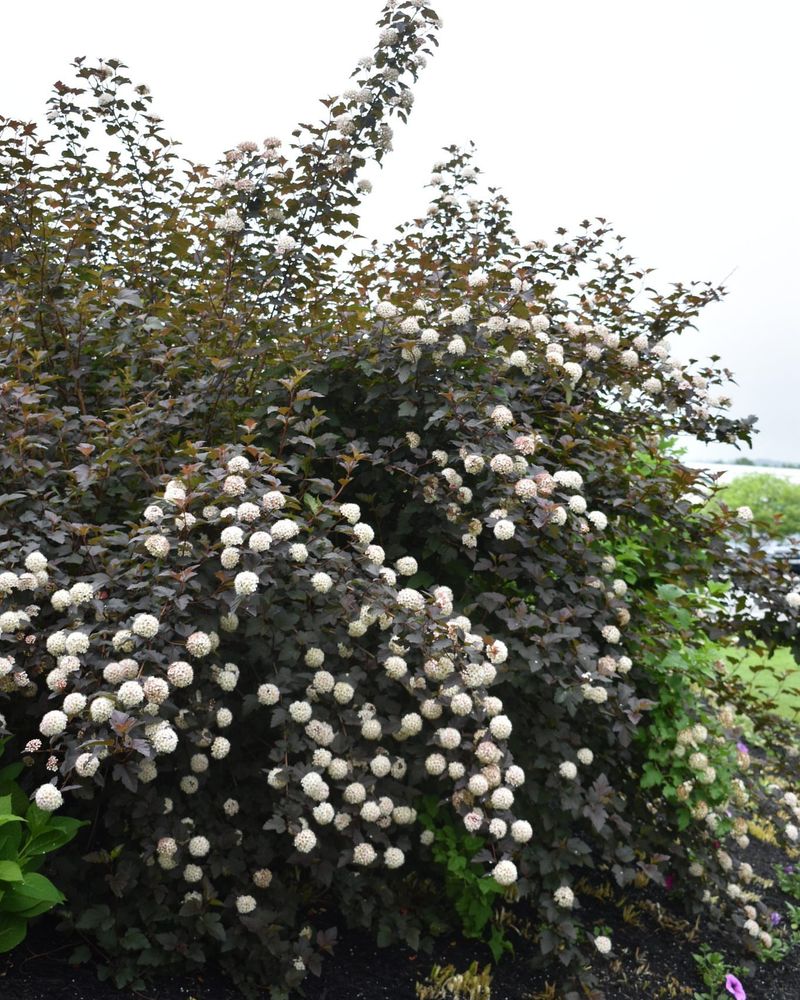 Ninebark (Physocarpus opulifolius)