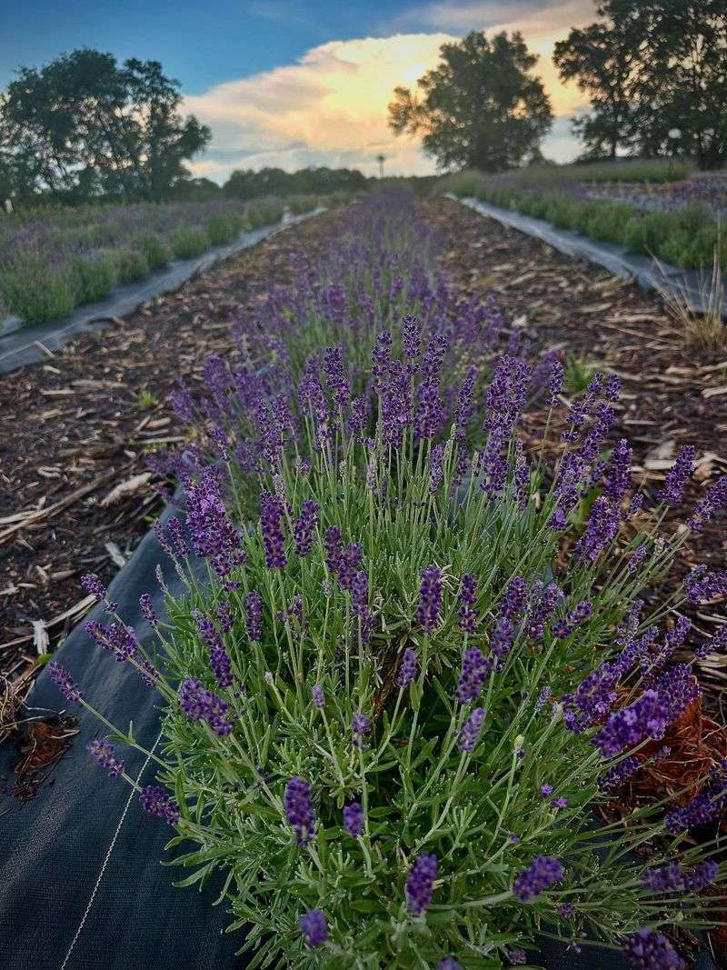 Lavender