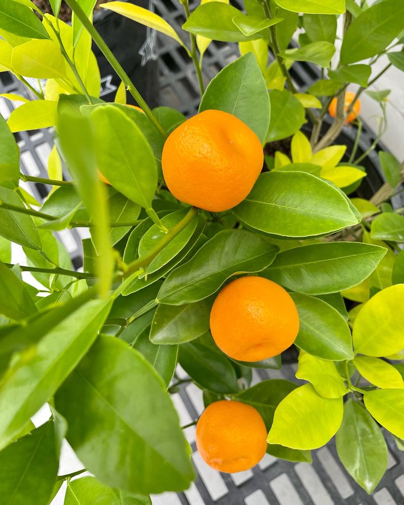 Citrus Trees