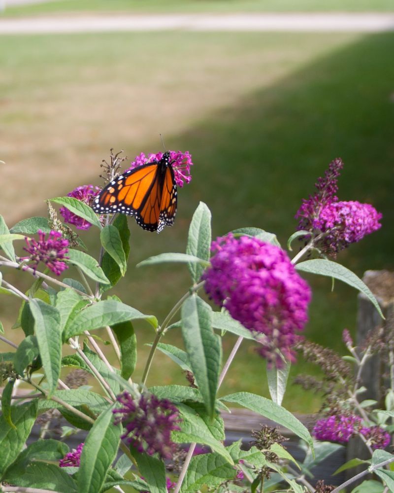 Butterfly Bush Loves a Good Trim