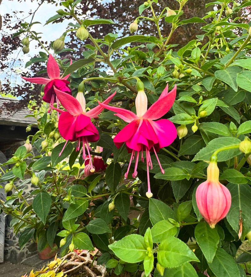 Finicky Fuchsias