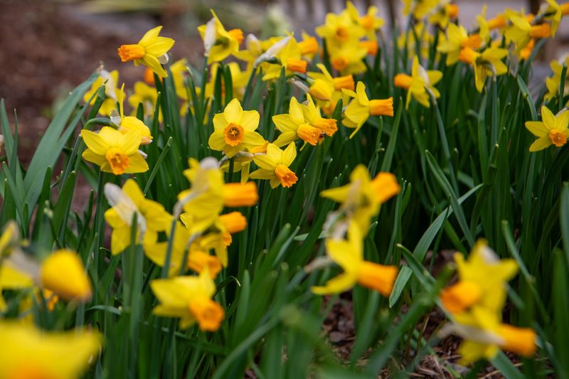 Daffodils: Harbingers of Spring