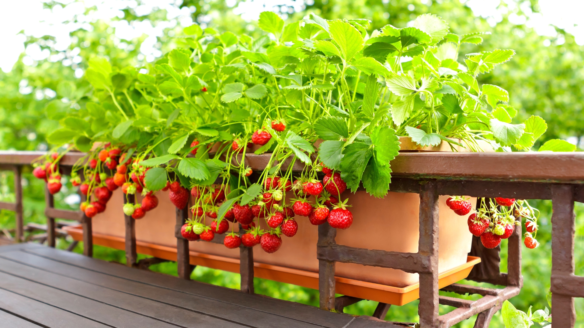 Hydrating Foods You Can Grow At Home