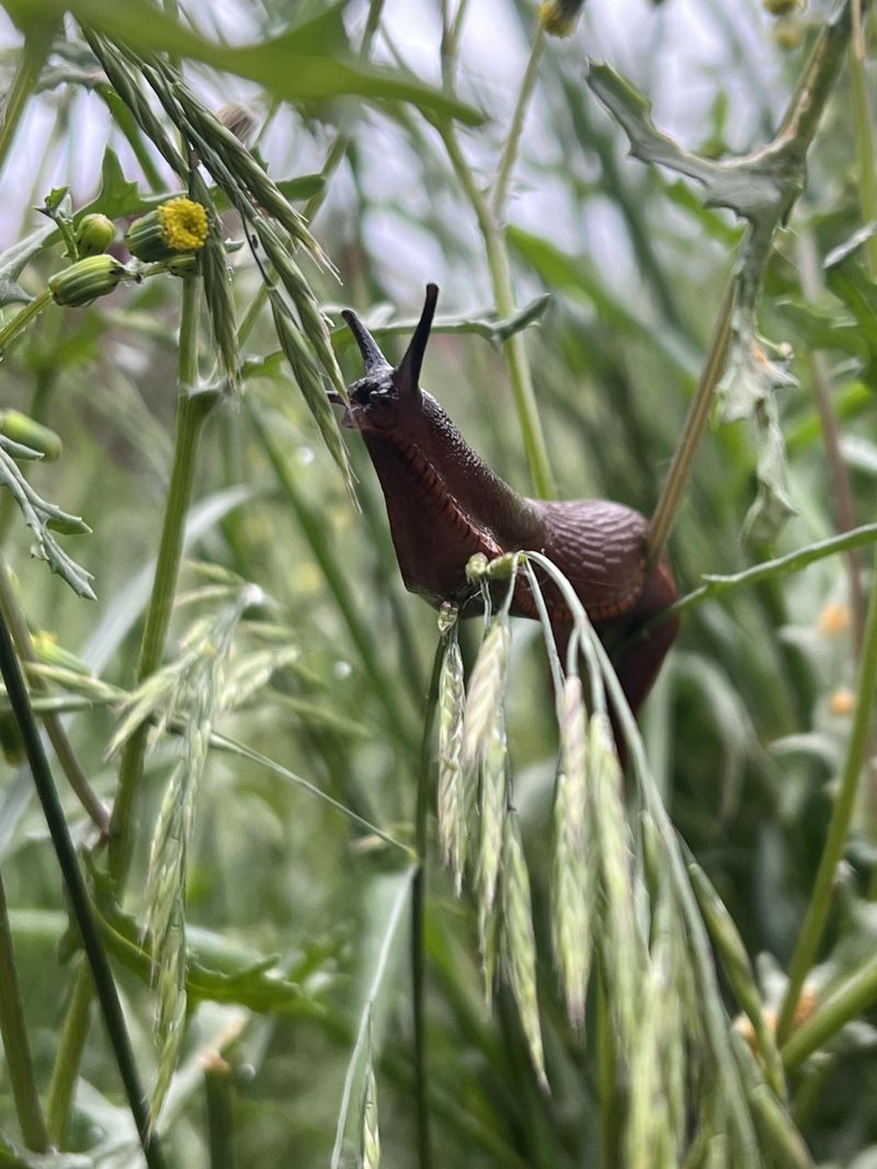 Slug Attraction
