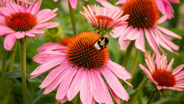 coneflowers