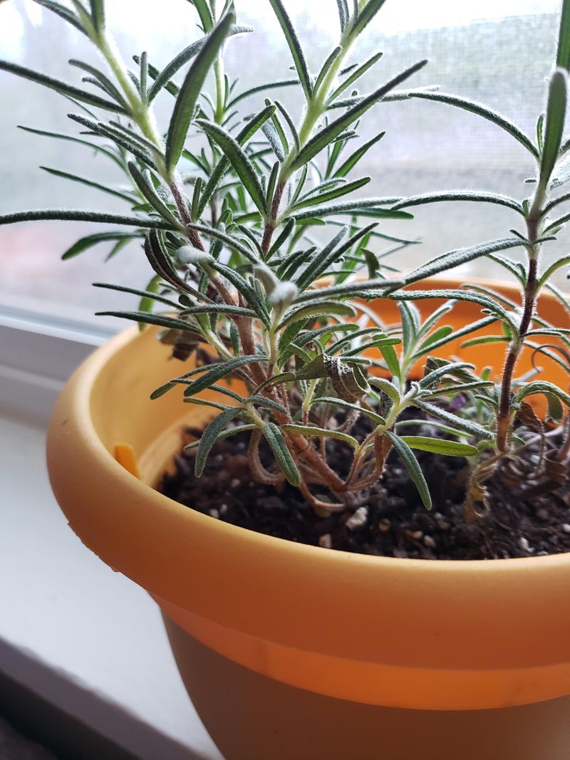 Bottom-Watering Only (Not Ideal)