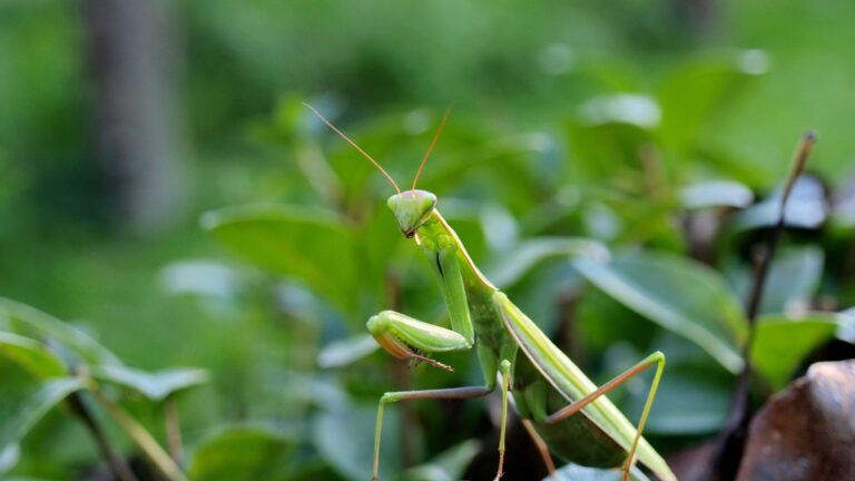 Praying Mantis