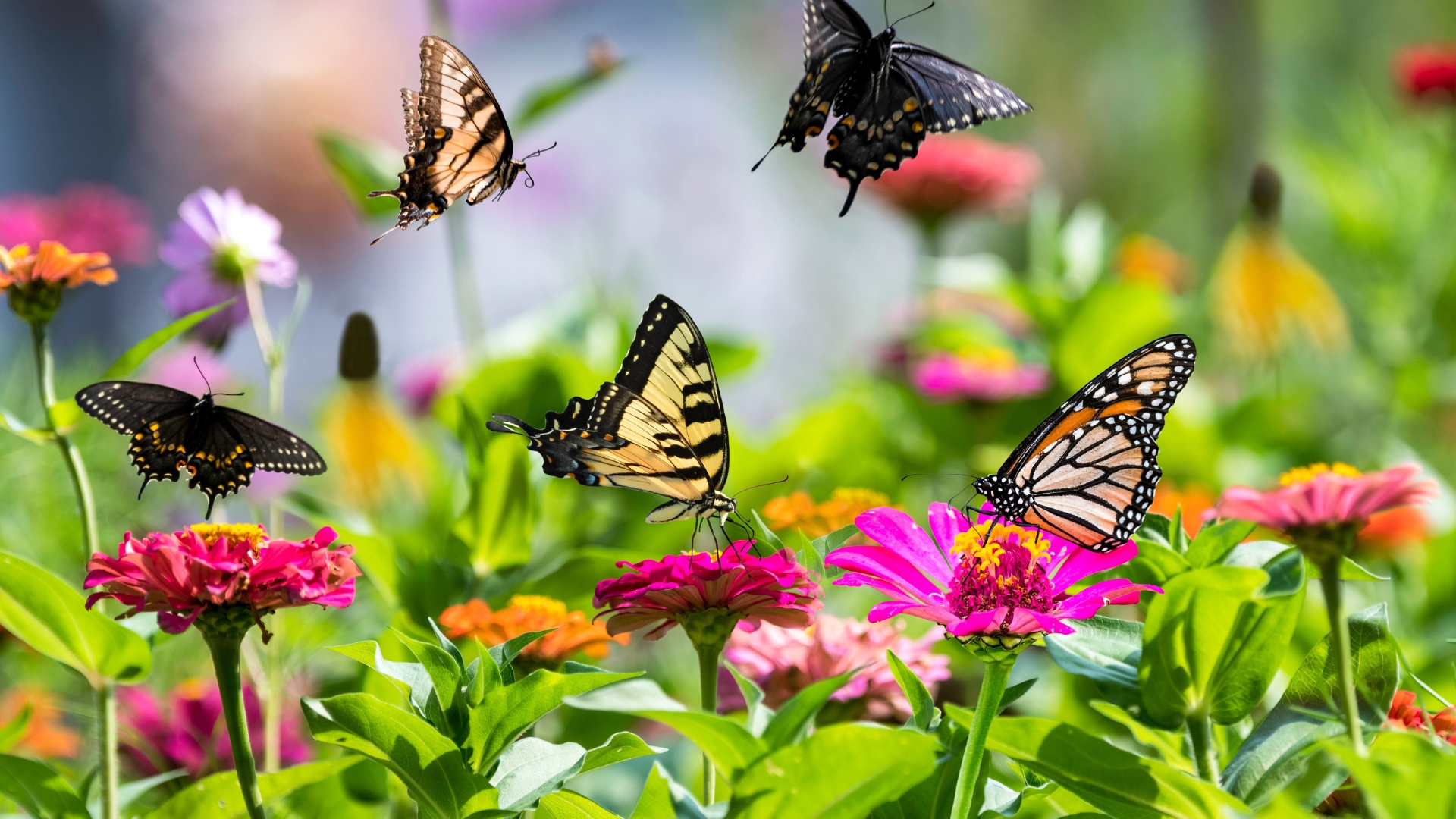 Butterflies