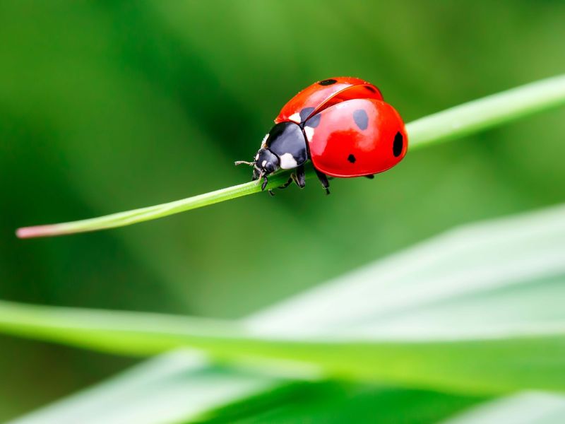 Ladybugs