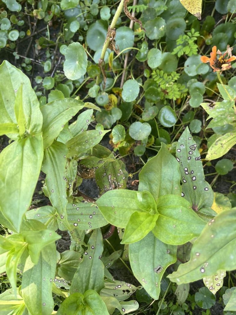 Using Diseased Seeds