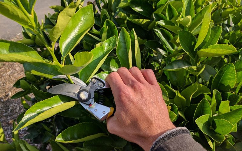 Pruning In Late Summer