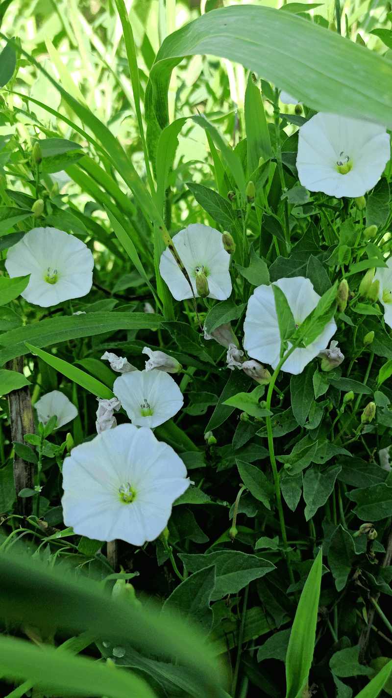 Composting Bindweed Plants