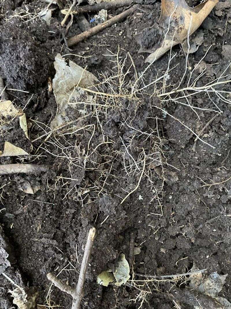 Adding Diseased Plants To The Pile