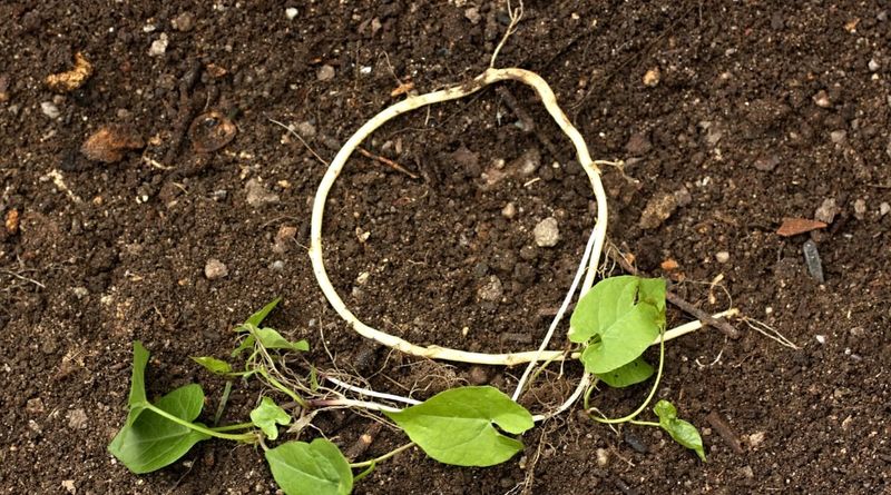 Disturbing Dormant Seeds