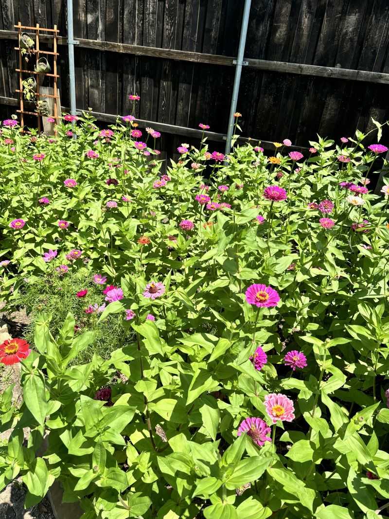 Letting Weeds Compete