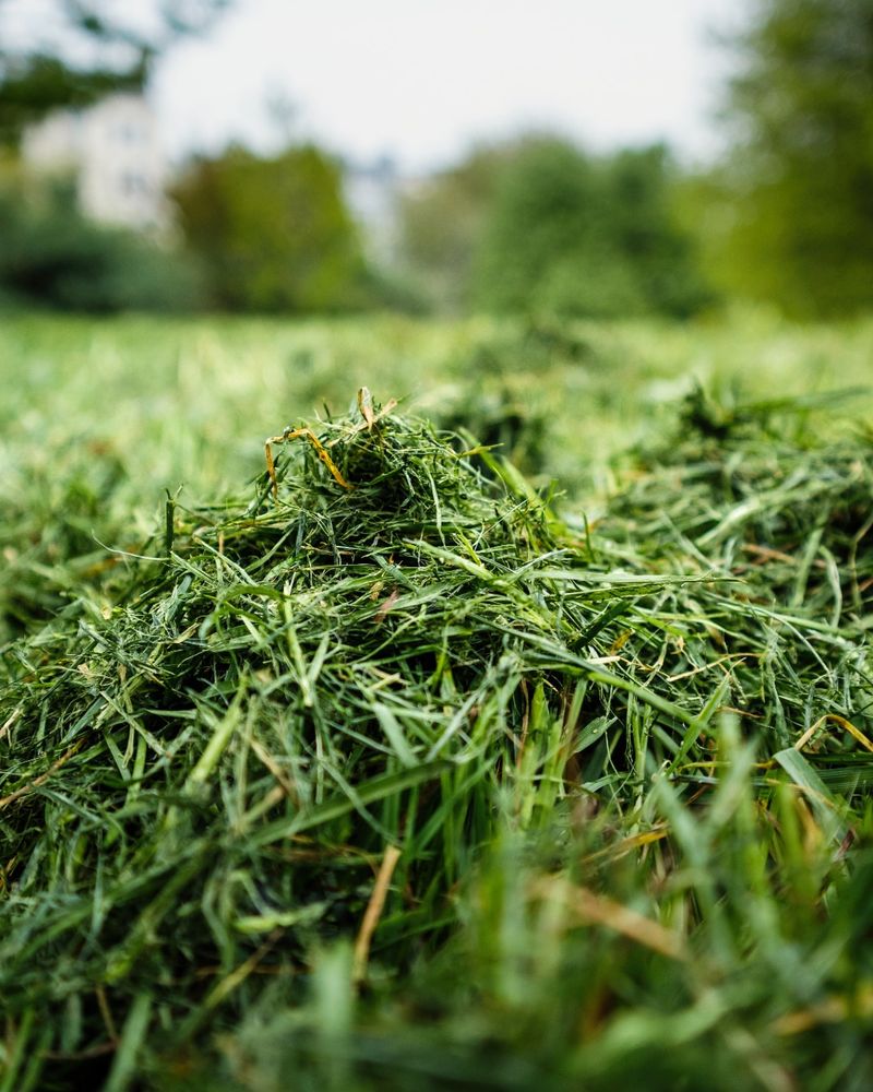 Leaving Grass Clippings