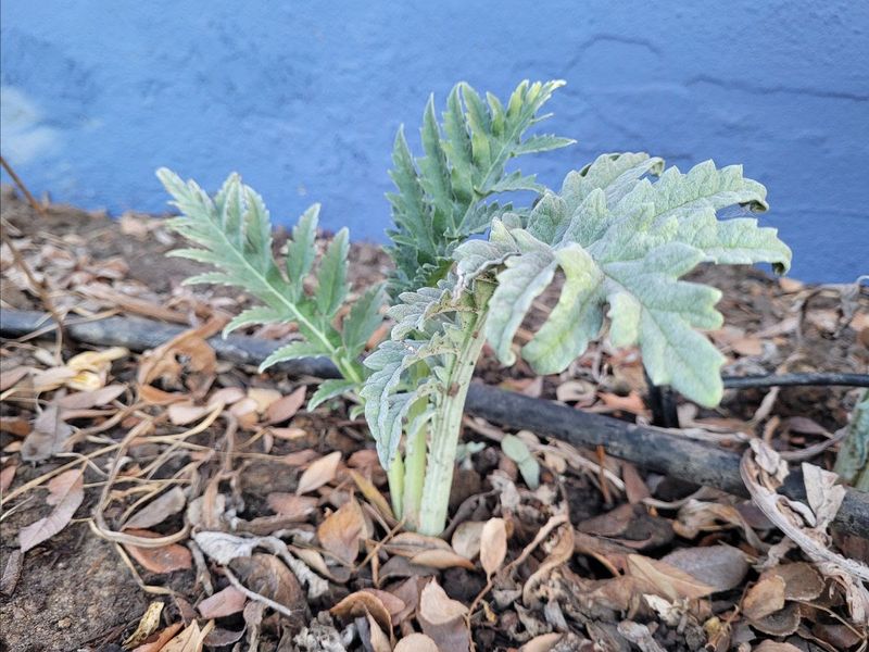 Crowding Plants Together