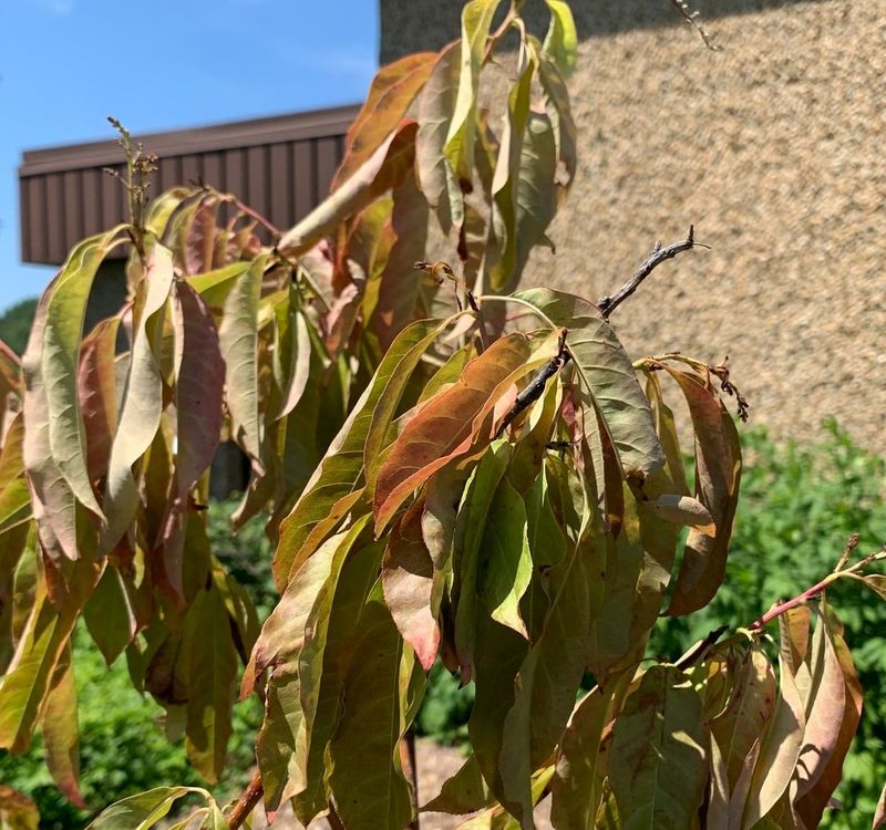 Radical Pruning During Drought Stress
