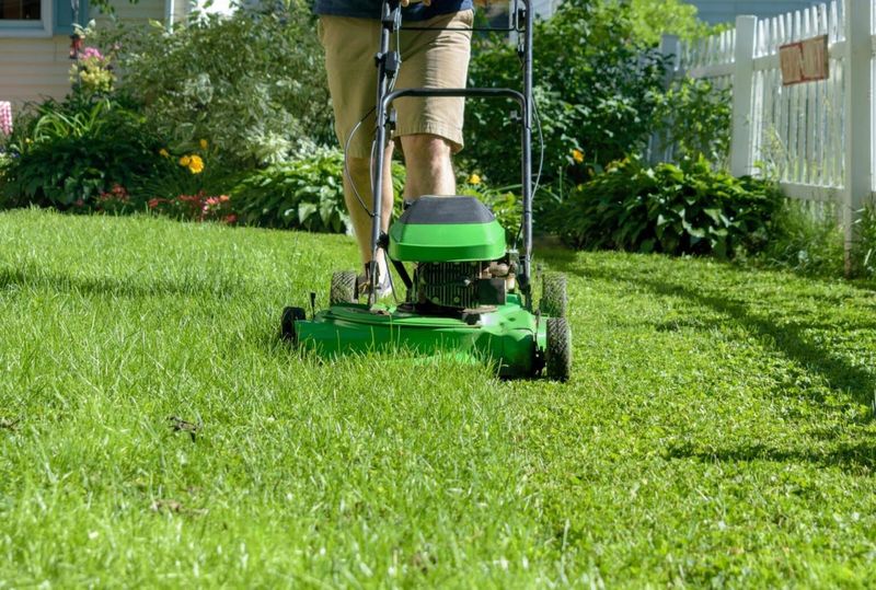 Mowing New Sod Too Soon