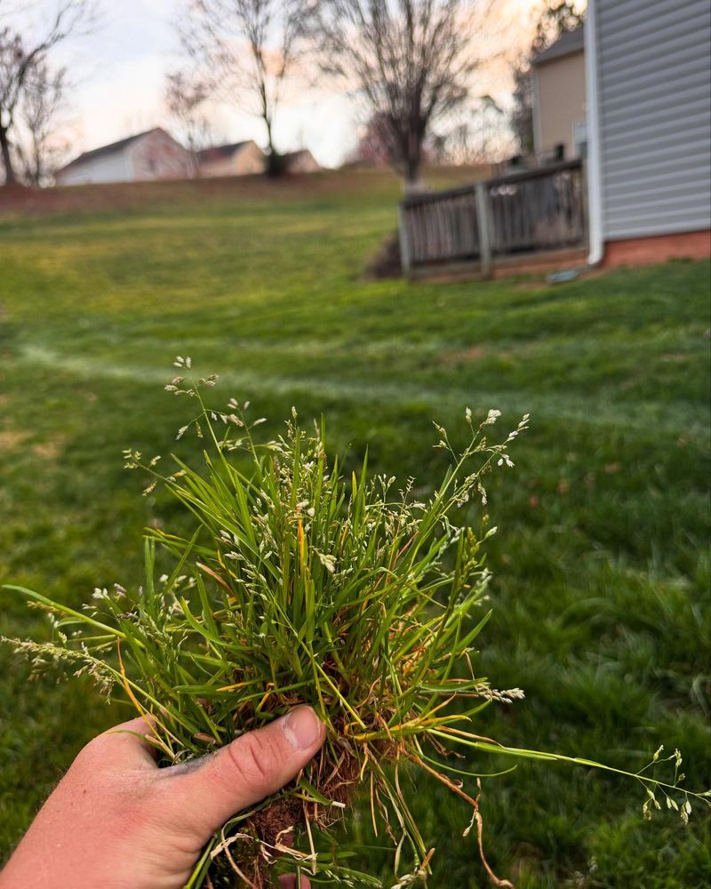 Planting Invasive Species
