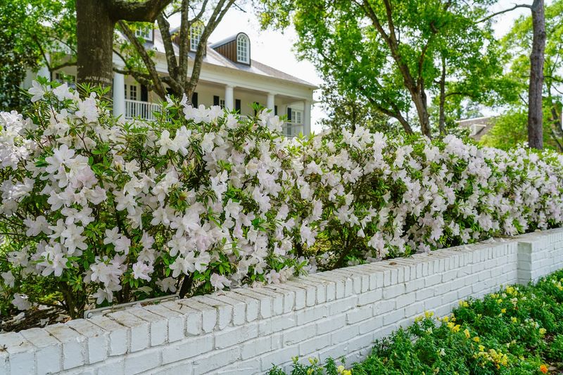 Create Stunning Backdrop Hedges