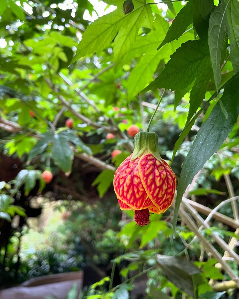 Flowering Maple