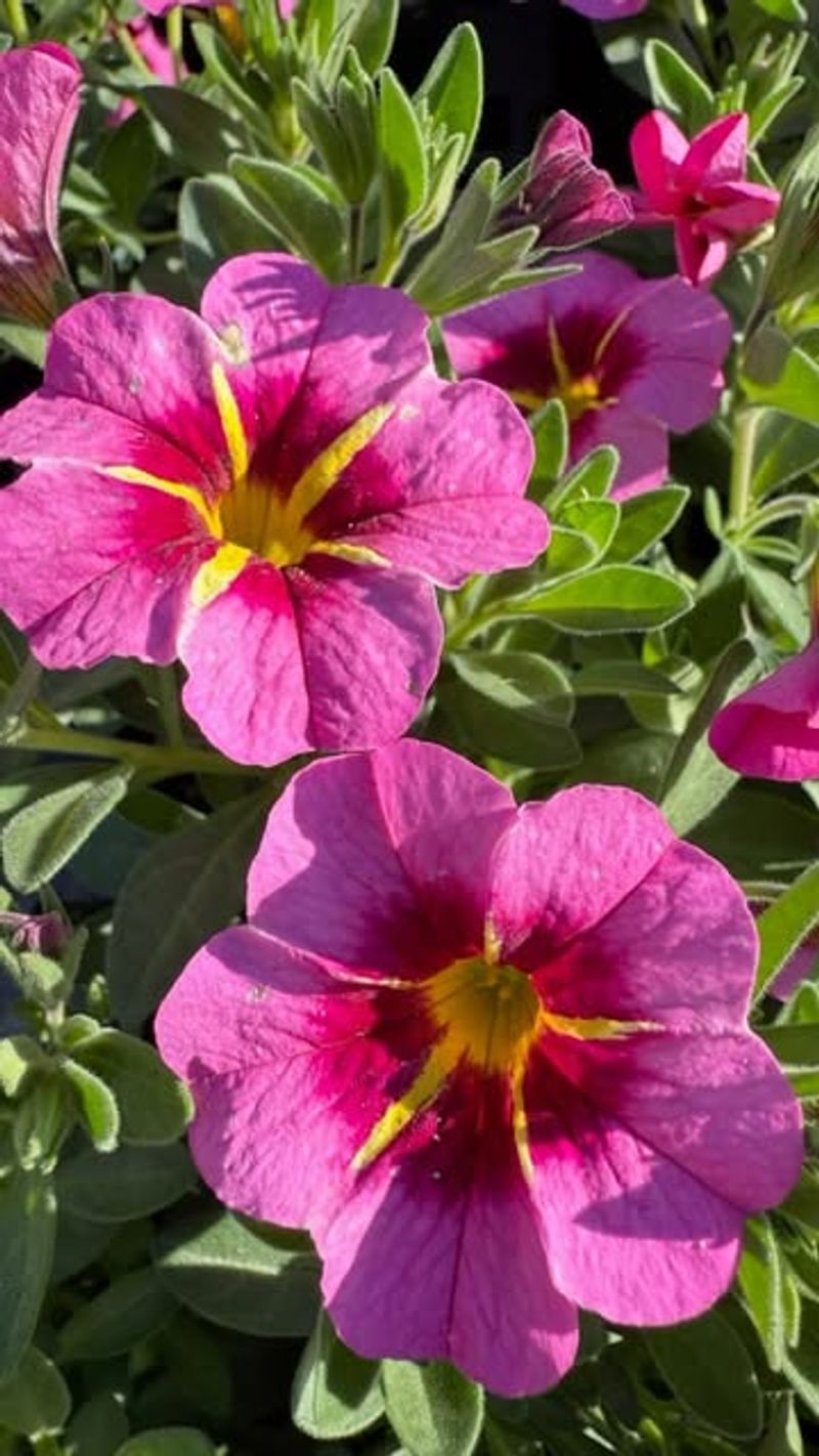 Petunias: Container Garden Favorites