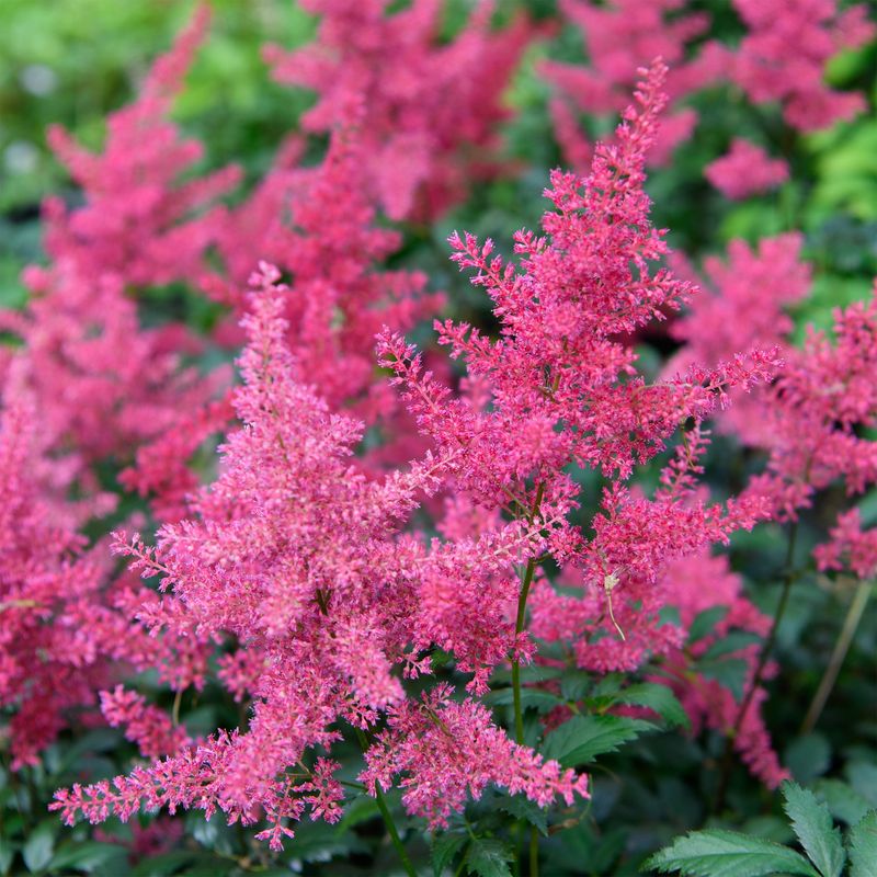 Astilbe – The Moisture Lover