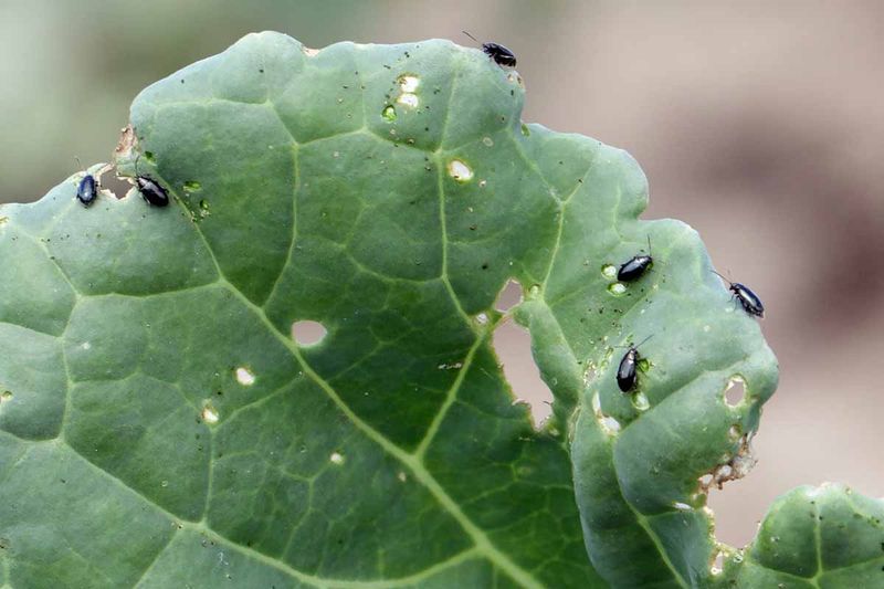 Combat Common Pests
