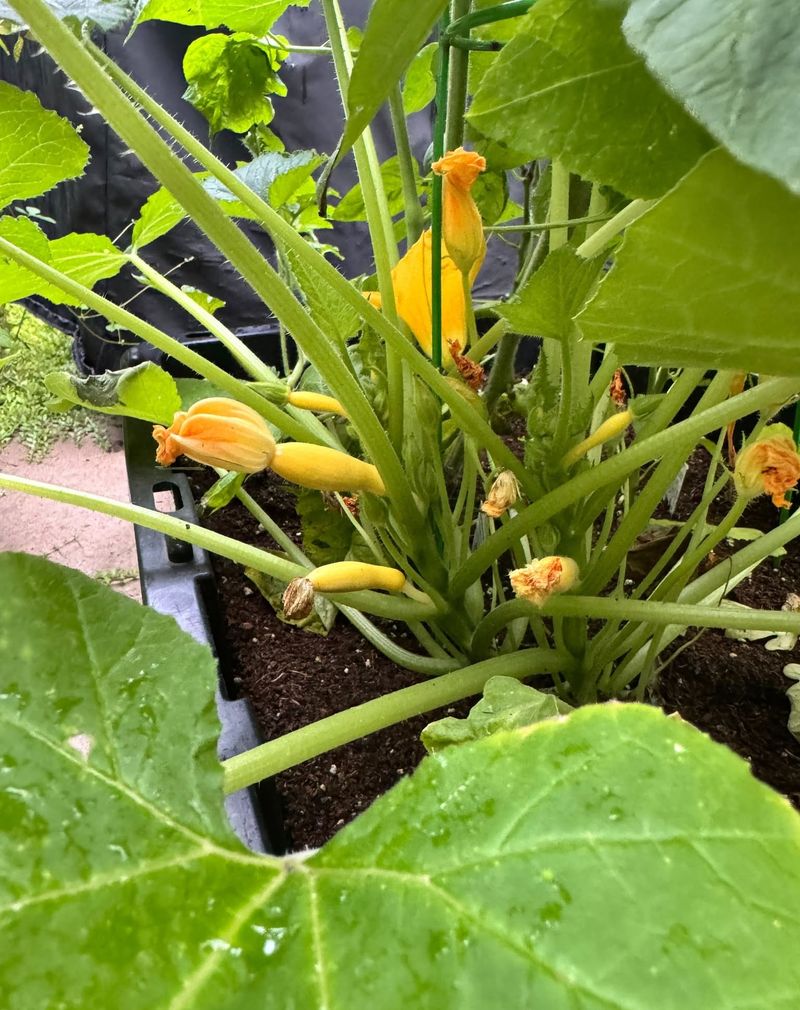 Feed Plants Appropriately